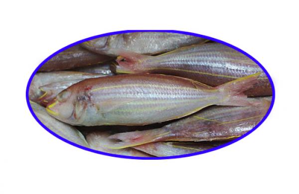 GOLDEN THREADFIN BREAM WHOLE ROUND (Pricanthus Tayenus) - https://chatchaseafoods.com