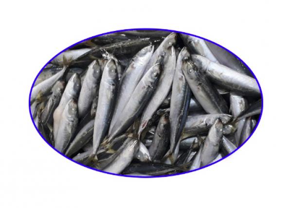 FROZEN LAYANG SCAD (Decapterus Macrosoma) - https://chatchaseafoods.com