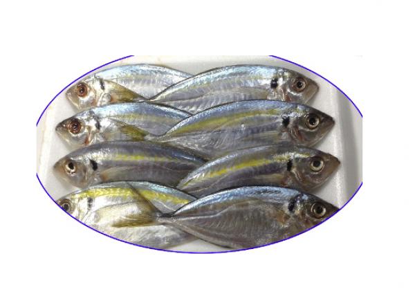 FROZEN YELLOW STRIPE TREVALLY WHOLE ROUND (Selaroides Leptolepis) - https://chatchaseafoods.com