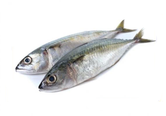 FROZEN INDIAN MACKEREL WHOLE ROUND - https://chatchaseafoods.com