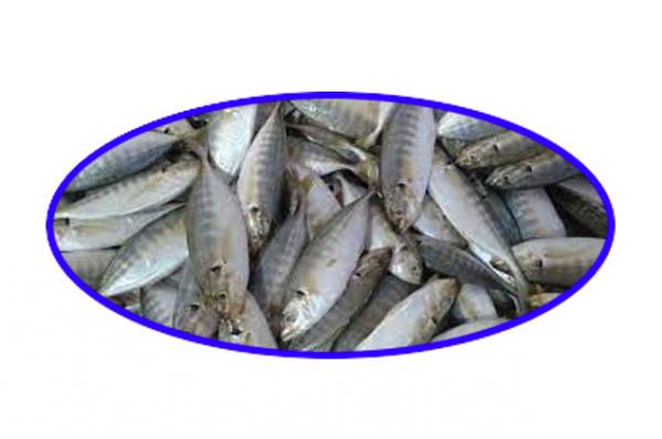 FROZEN YELLOW TAIL SCAD WHOLE ROUND - https://chatchaseafoods.com