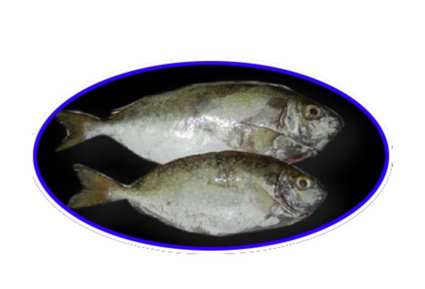 IQF WHOLE ROUND RABBIT FISH - https://chatchaseafoods.com