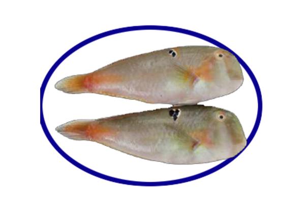 FROZEN BABY PARROT FISH WC (GUTTED, GILLED AND SCALED) - https://chatchaseafoods.com