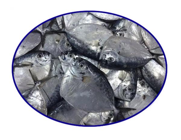 FROZEN MOONFISH WHOLE ROUND  - https://chatchaseafoods.com