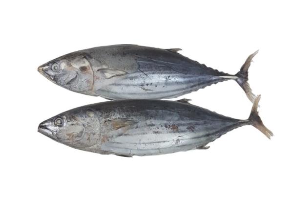 FROZEN SKIPJACK TUNA WR  - https://chatchaseafoods.com