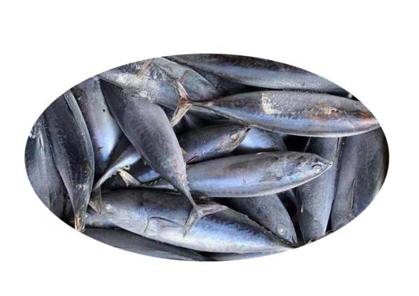 BABY BONITO WHOLE ROUND (BULLET TUNA) - https://chatchaseafoods.com