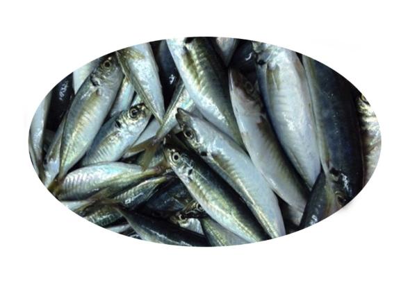 FROZEN ROUND SCAD WHOLE ROUND - https://chatchaseafoods.com