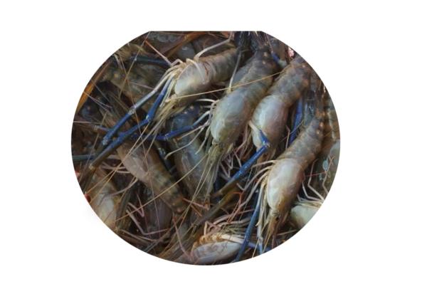 SCAMPI SHRIMP - https://chatchaseafoods.com