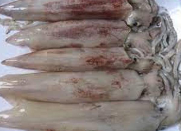 FROZEN LOLIGO SQUID WHOLE ROUND - https://chatchaseafoods.com