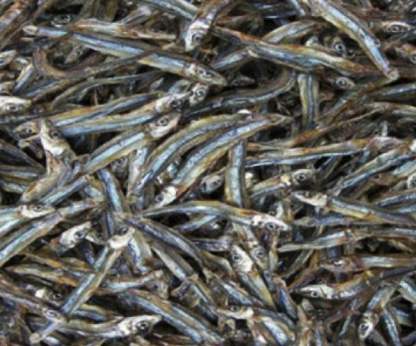 DRY BOILED ANCHOVY - https://chatchaseafoods.com